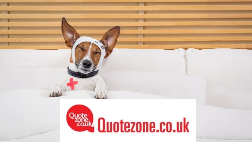 Quotezone Pet Insurance