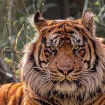 Zoological Society of London – London Zoo Military Discount Deals and Forces Savings