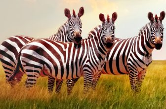 Travelsphere.co.uk – Military Discounts and Forces Savings