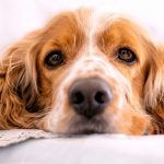 Budget Pet World – Military Discount Deals and Forces Savings