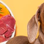 Pooch and Mutt – Military Discount Deals and Forces Savings